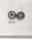Click for 1 image(s) for this accession. FRUIT